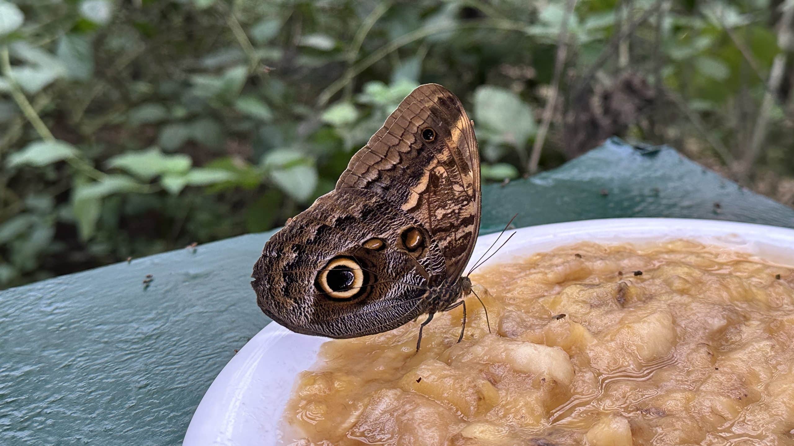 Butterfly eating banana