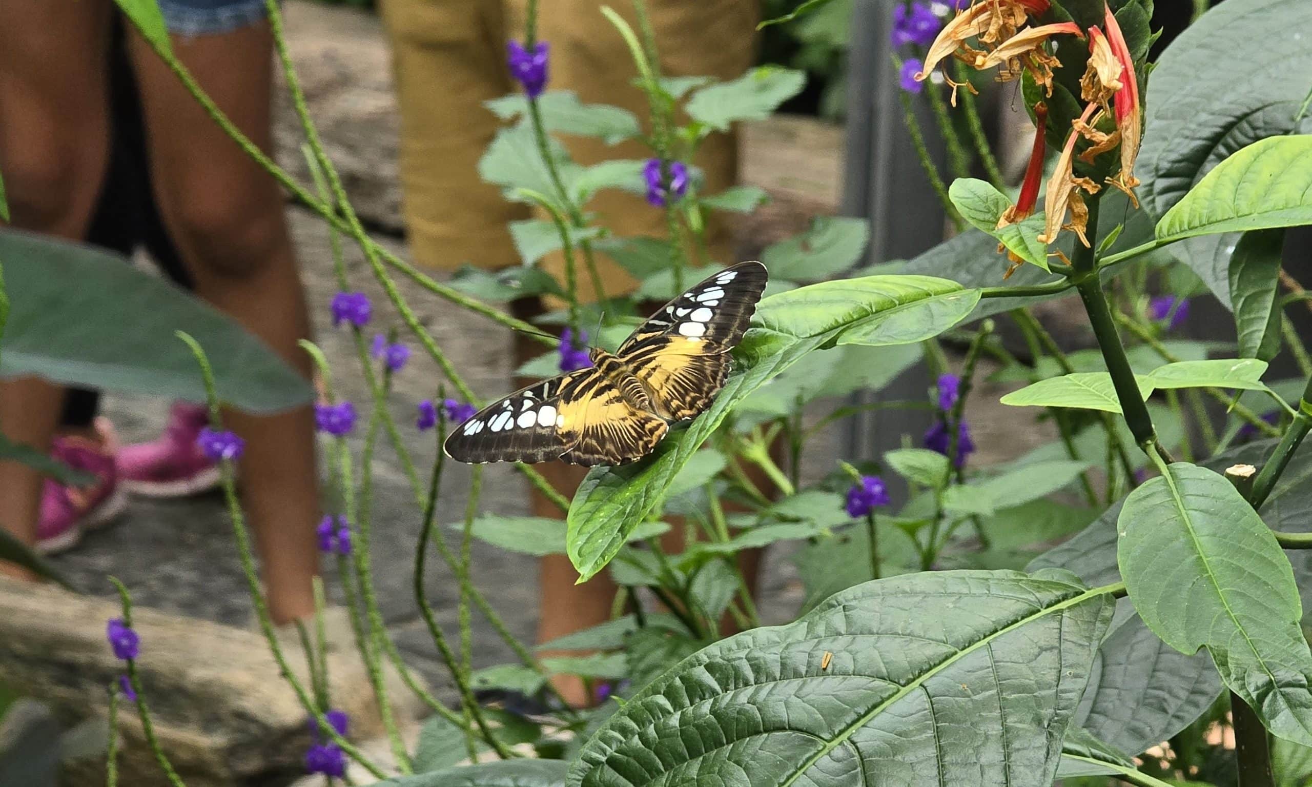 Beautiful resting butterfly