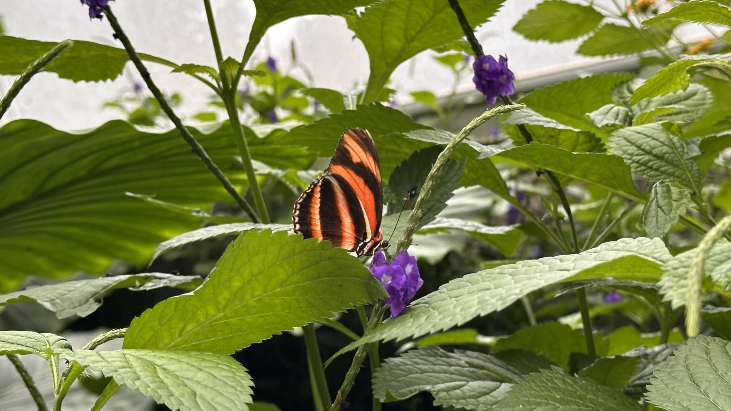 Orange butterfly