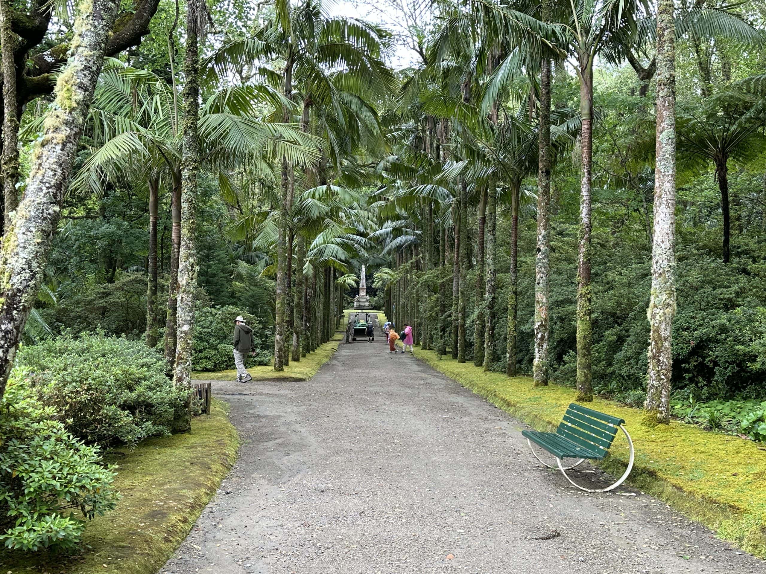 Enormous trees