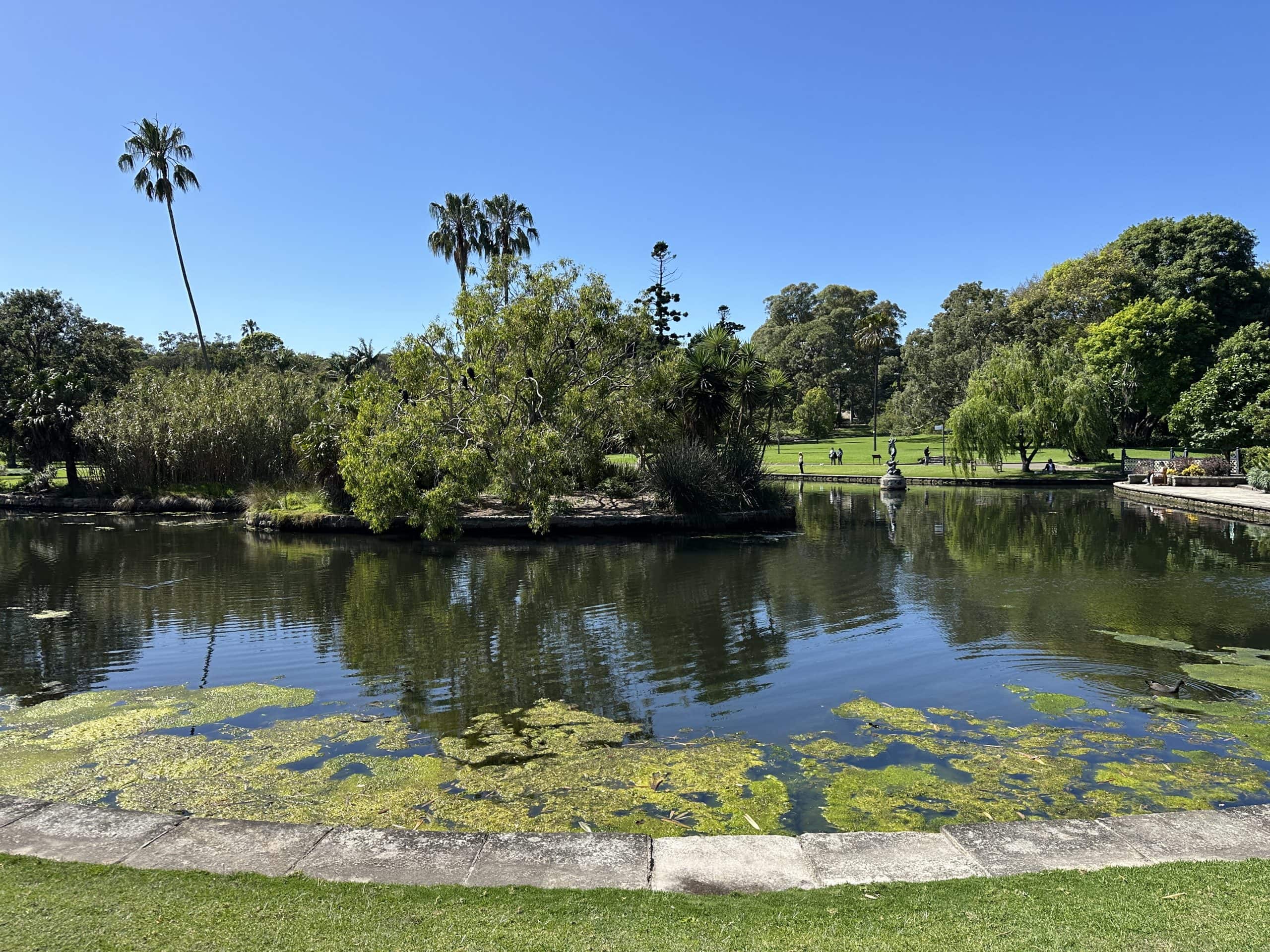 Serene park pond with lush greenery, tall palm trees, and a peaceful atmosphere perfect for exploring your bucket list.