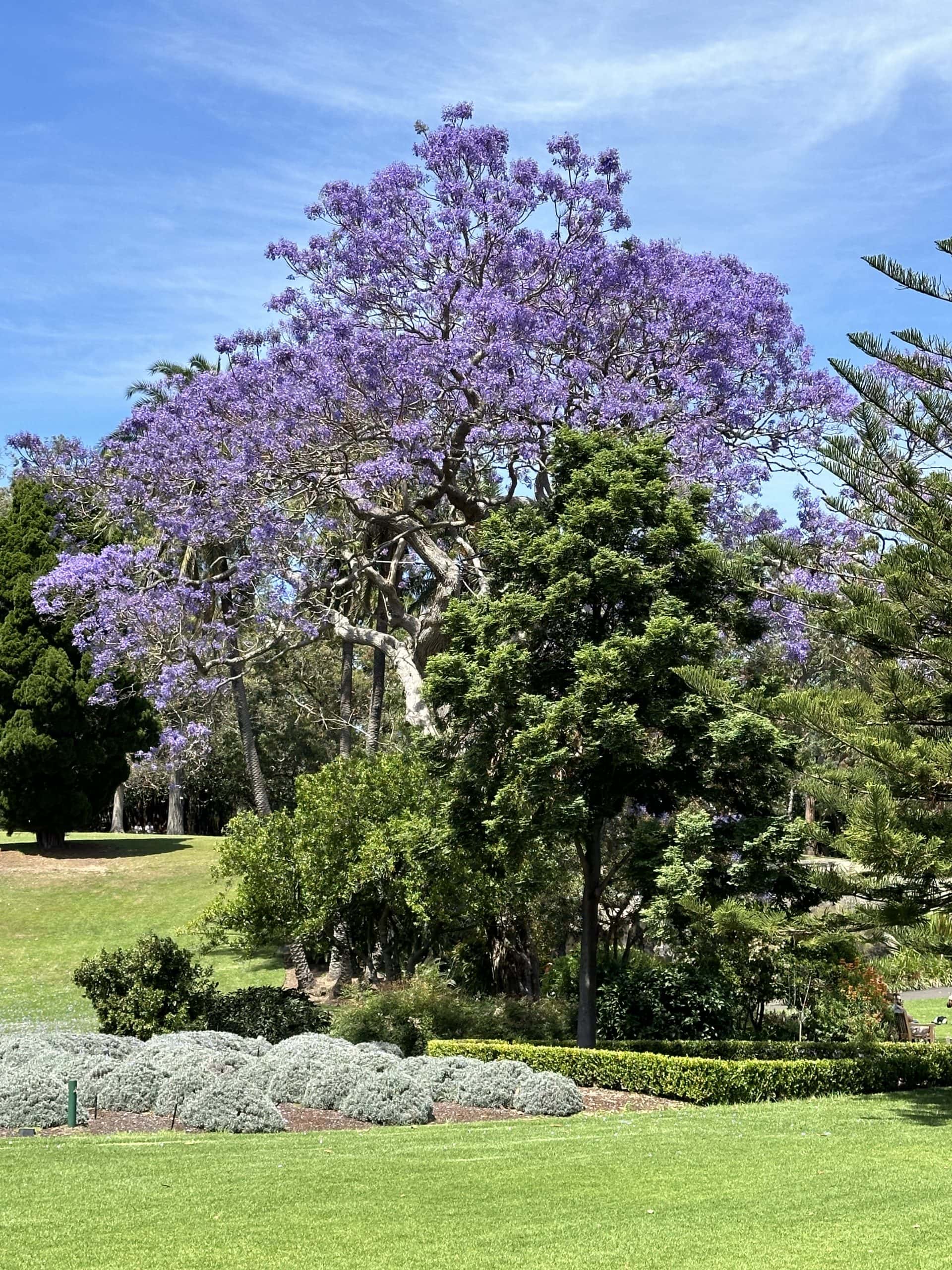Jacaranda tree