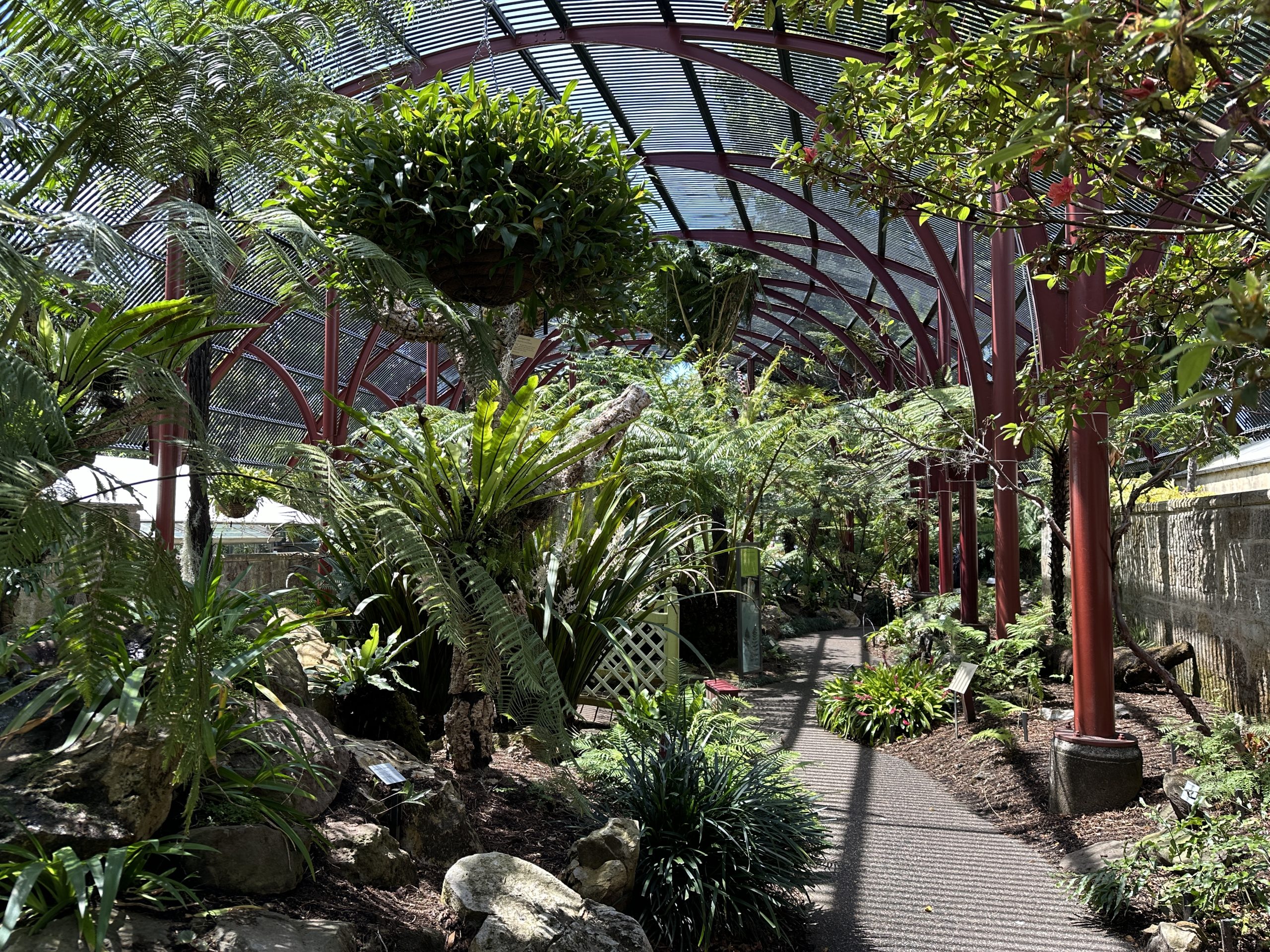 Fern garden