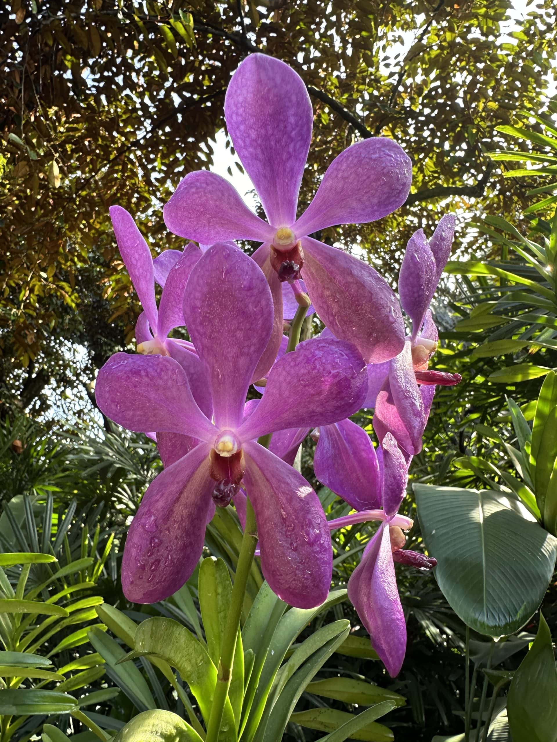 Large purple orchids