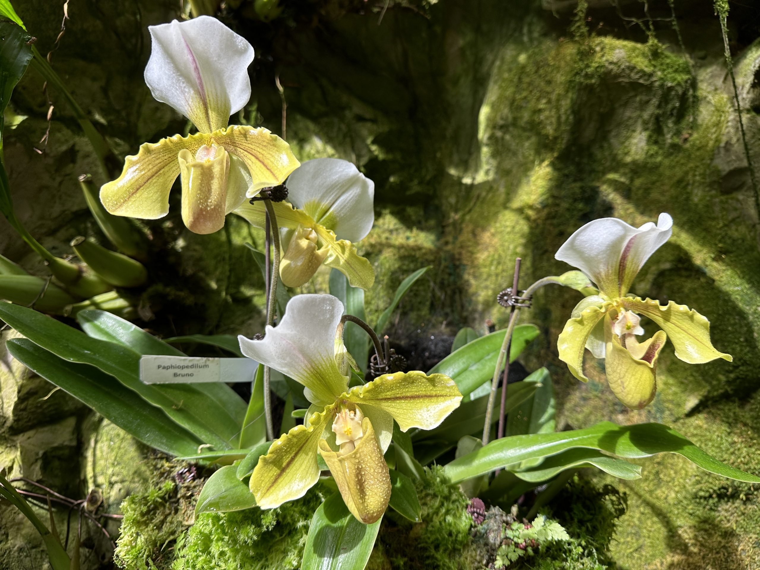 Mini orchids