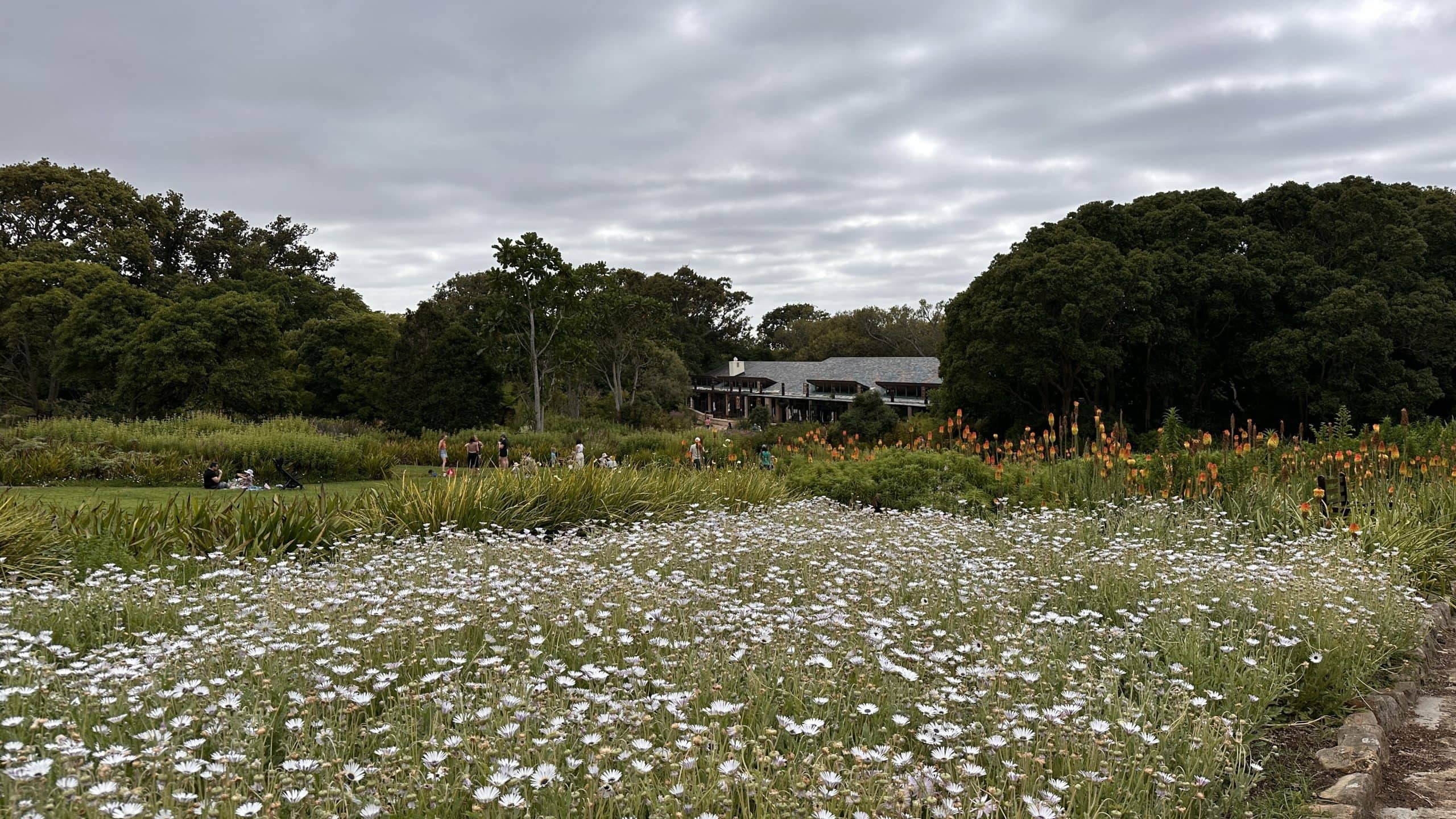 Beautiful flower beds at Kirstenbosch