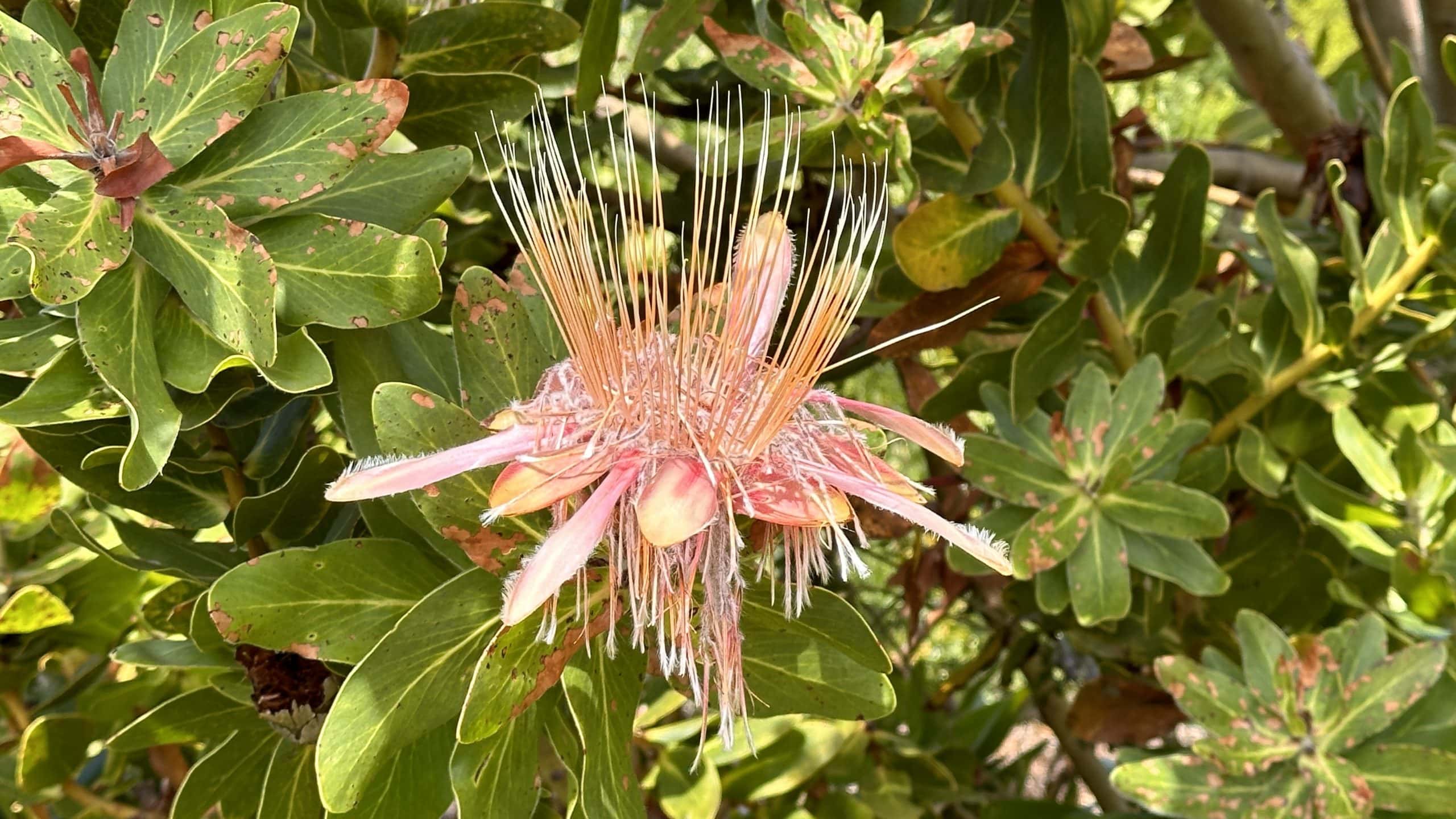Interesting flower species