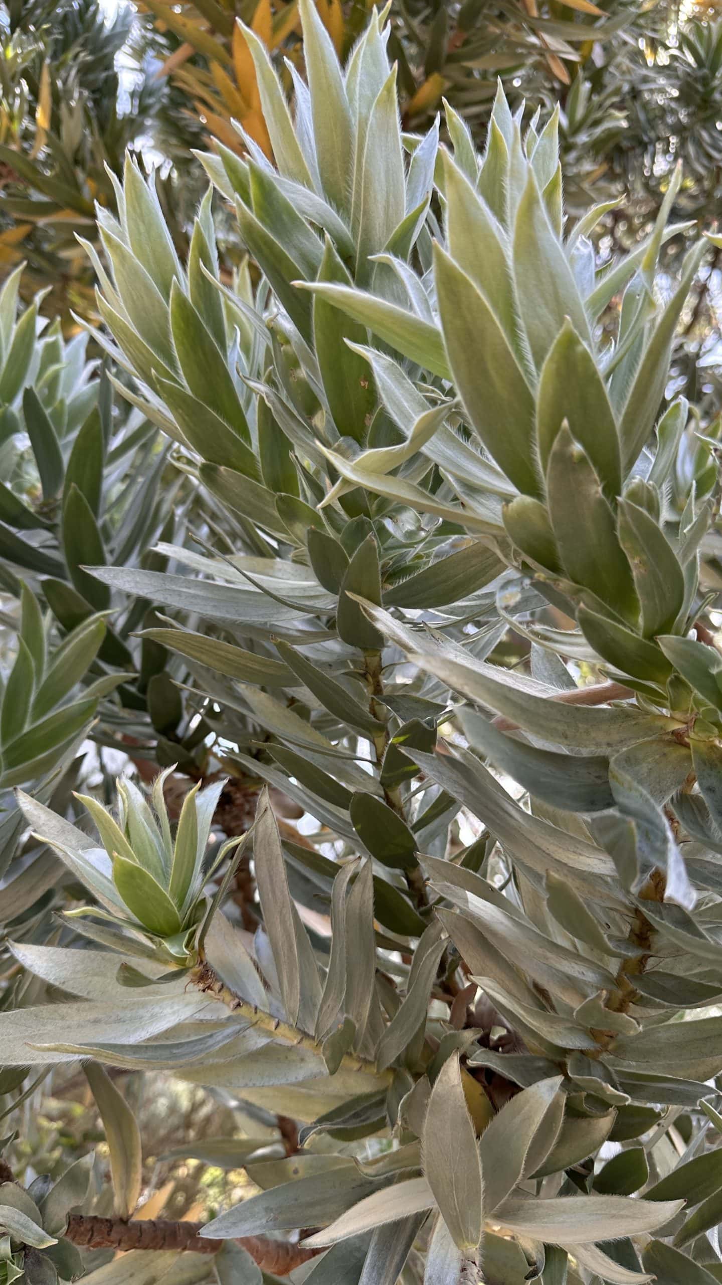 Silver tree