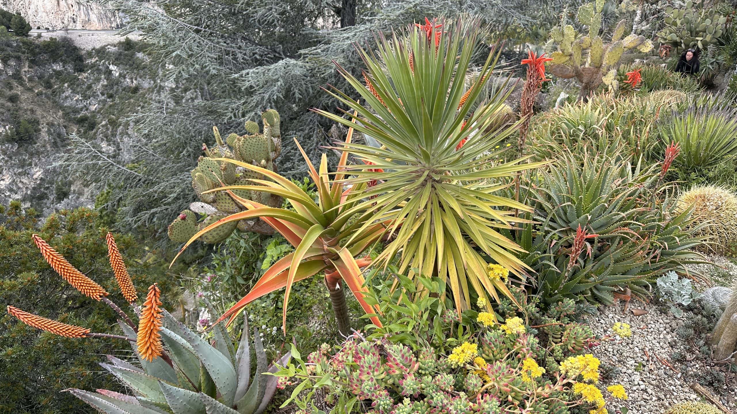 Various cacti plants