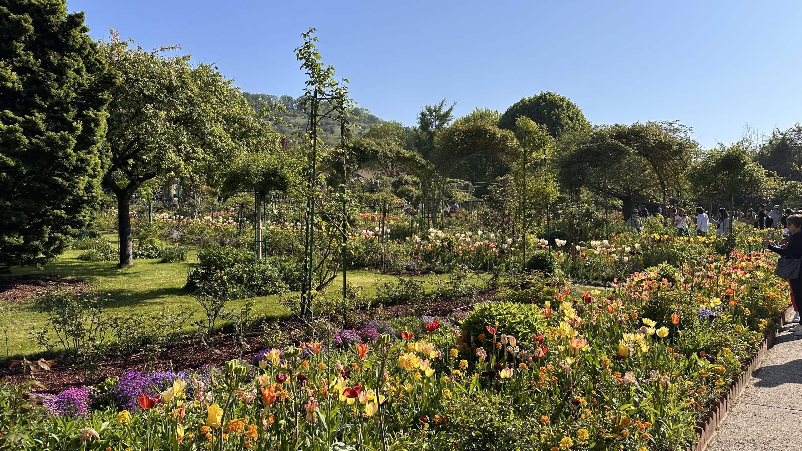 Tulip beds