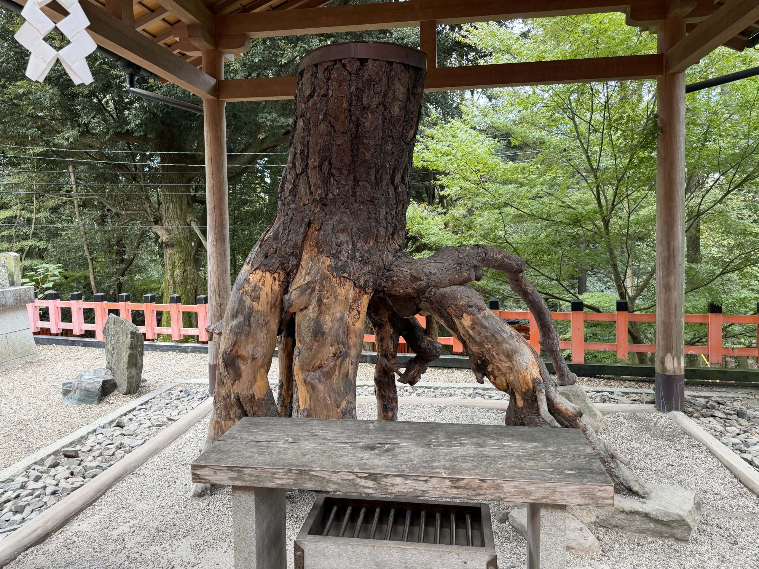 Tree root for sore knees