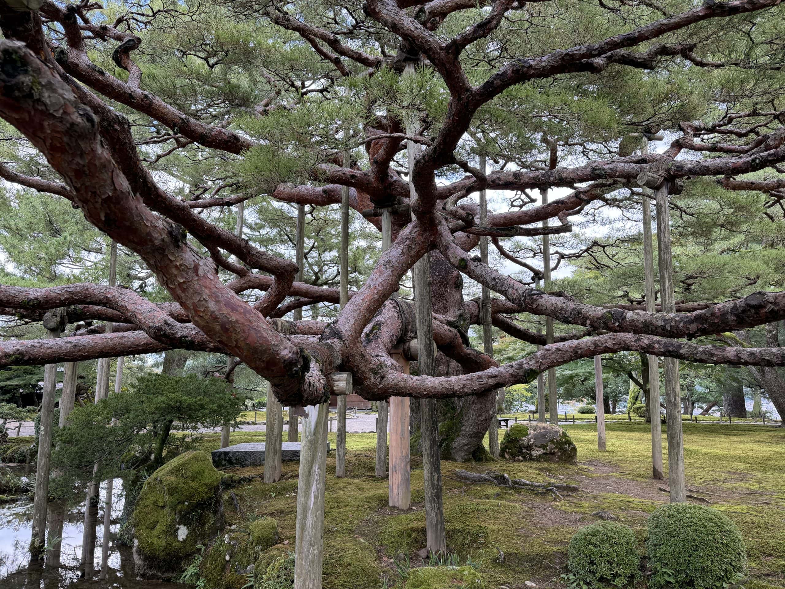 Red pine tree
