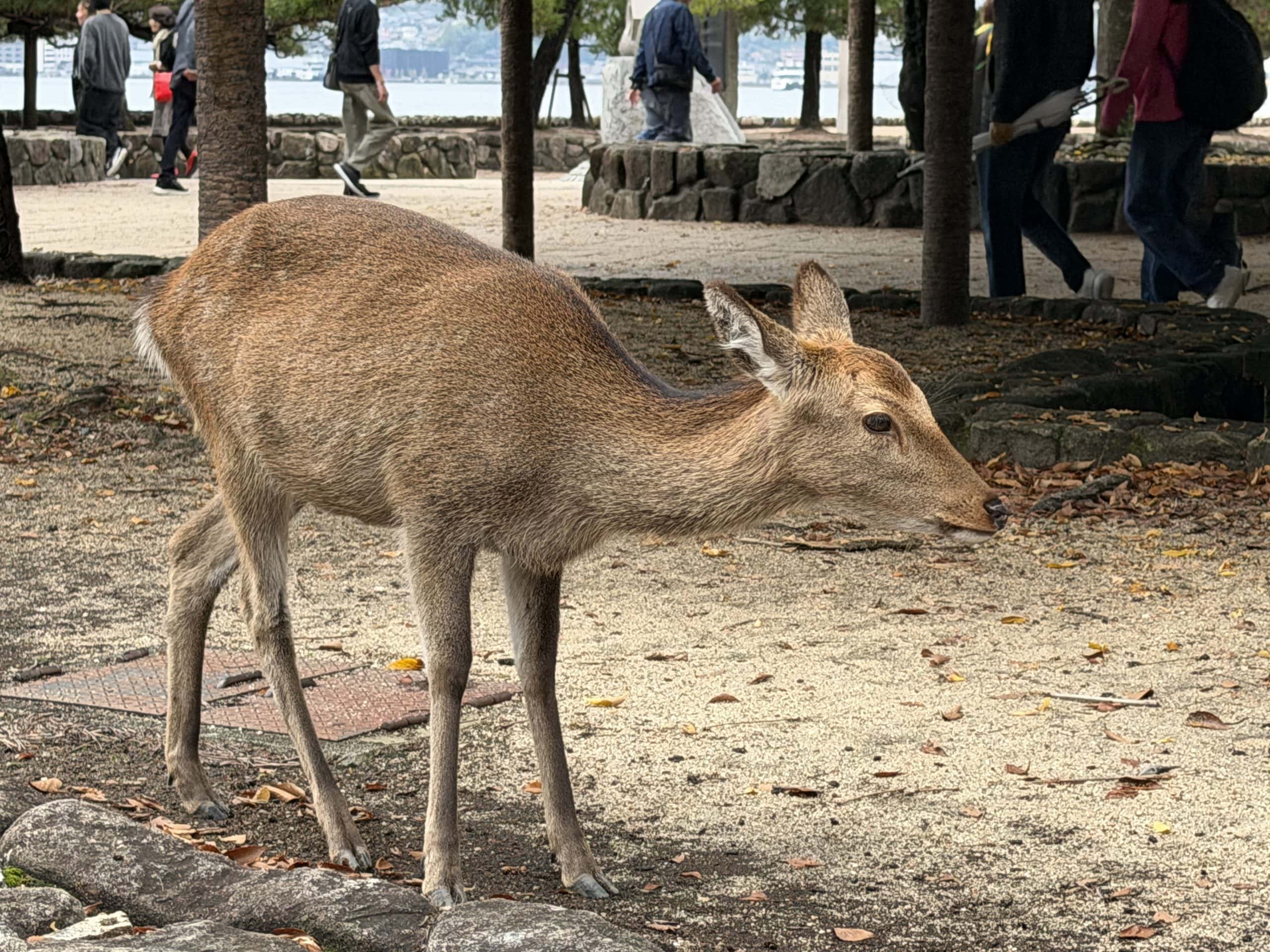 Deer on Miyajima