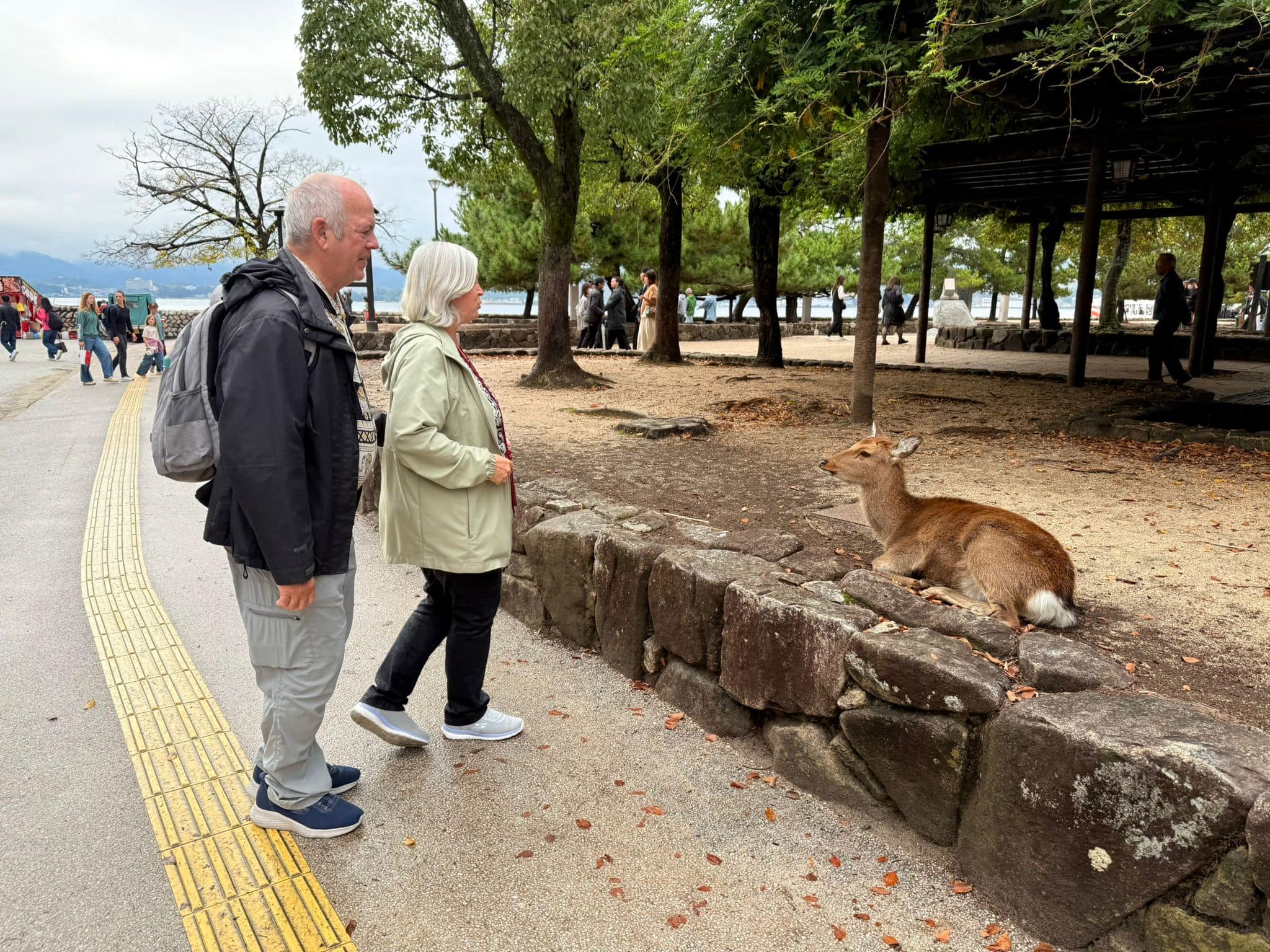 Visiting with the deer