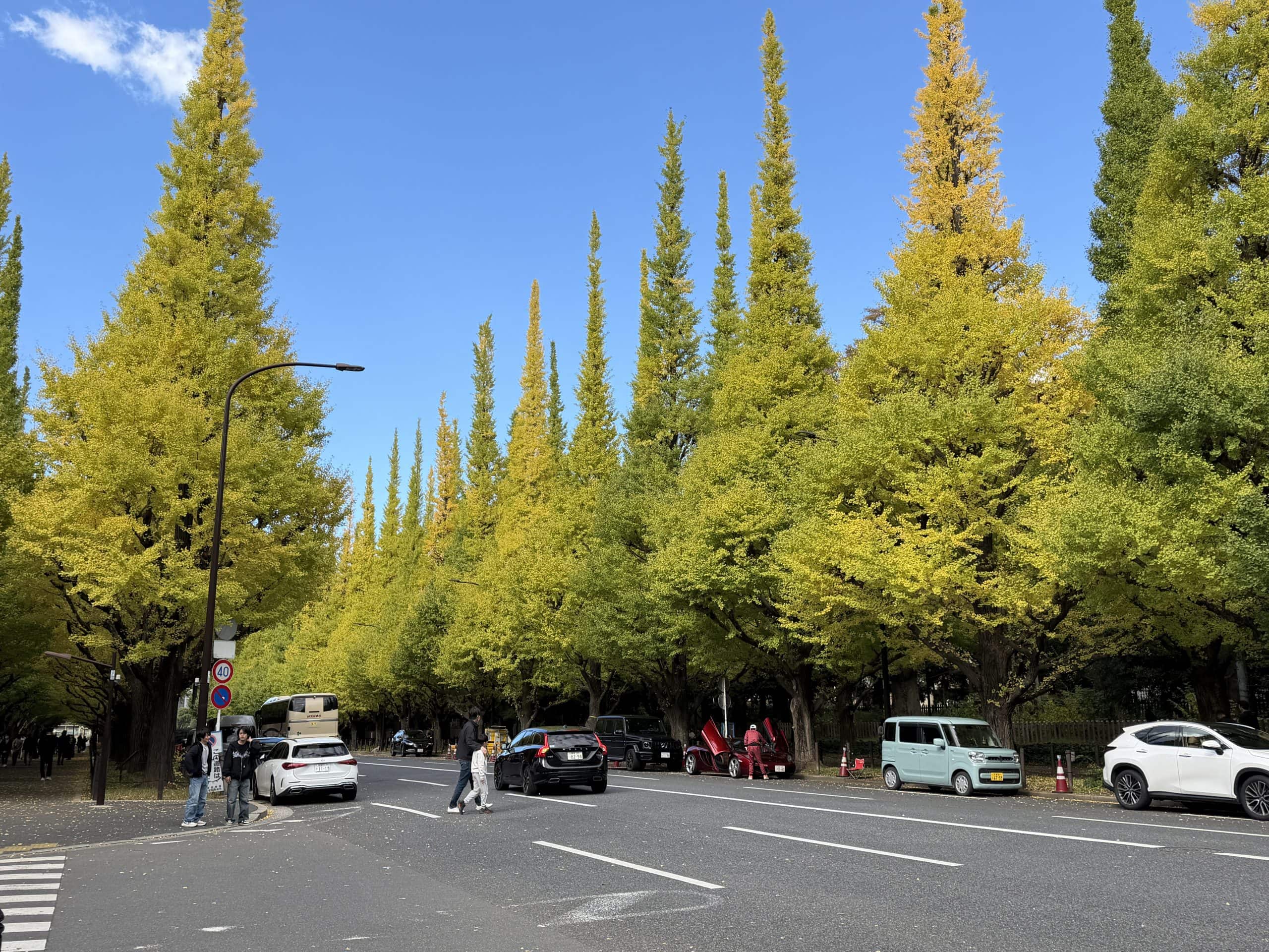 Gingko trees