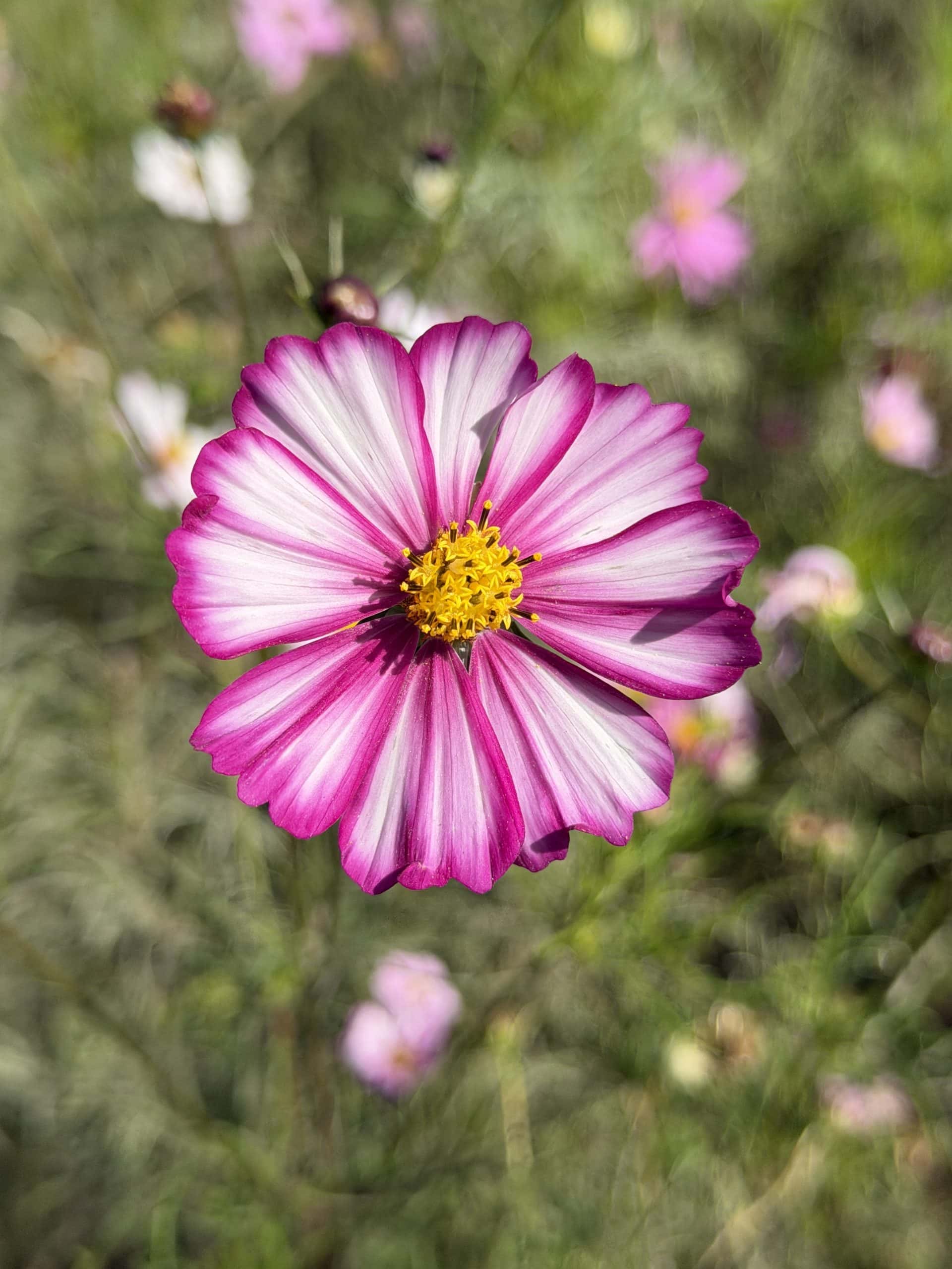 Pink cosmos