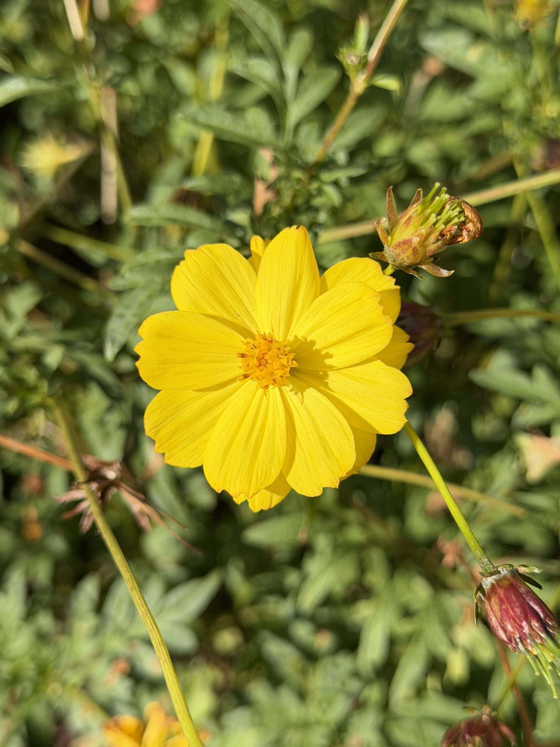 Yellow cosmos