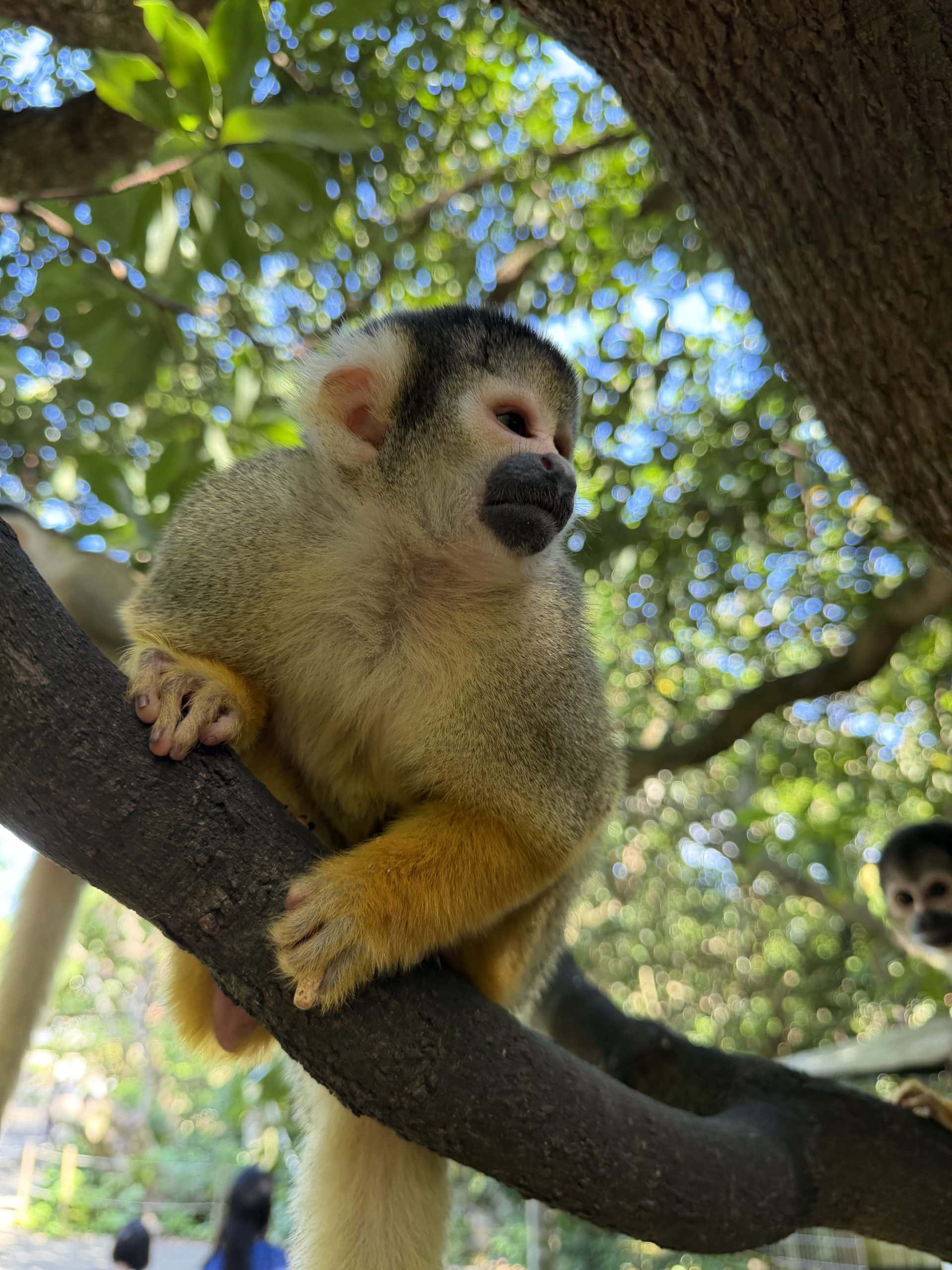 Spider monkey in a tree