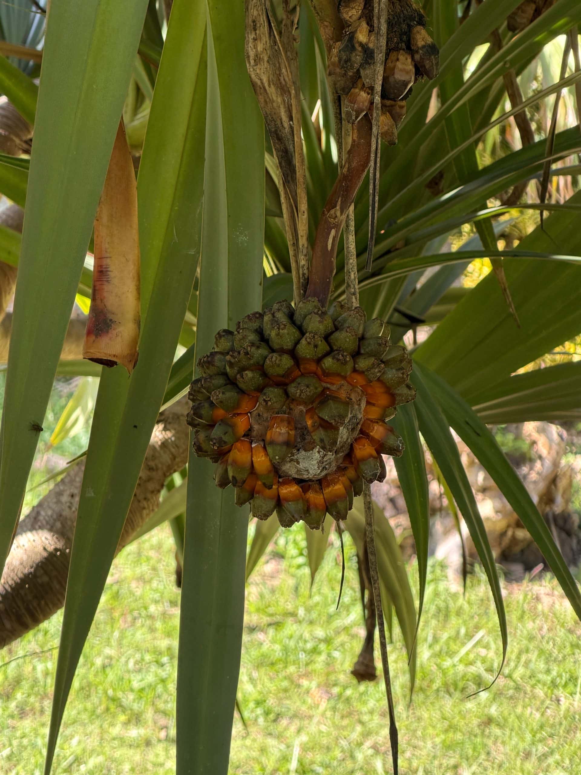 Interesting plant material
