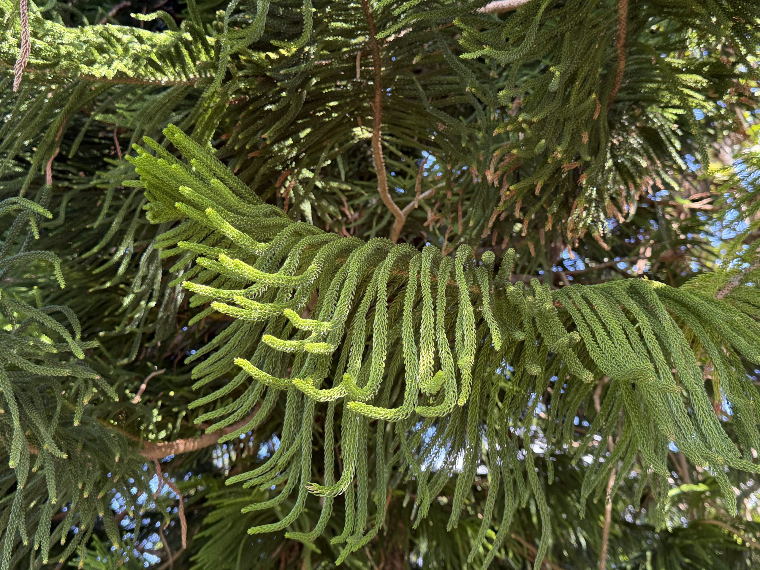 Evergreen trees