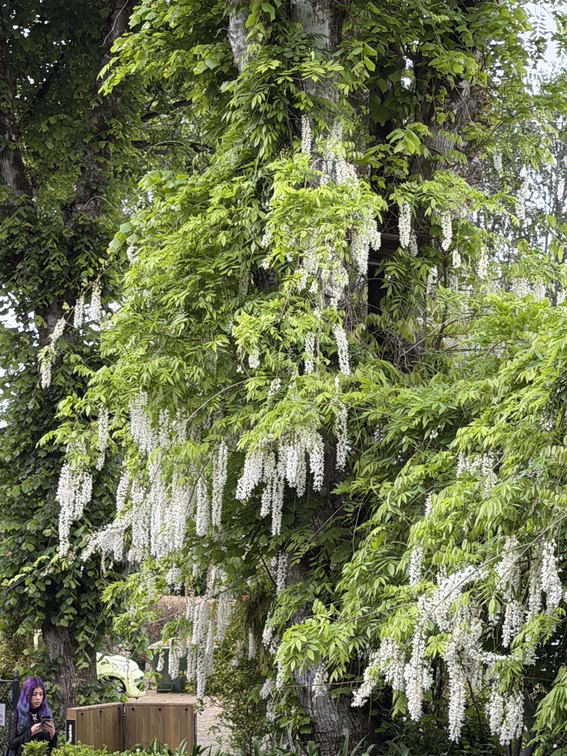 Dripping wisteria