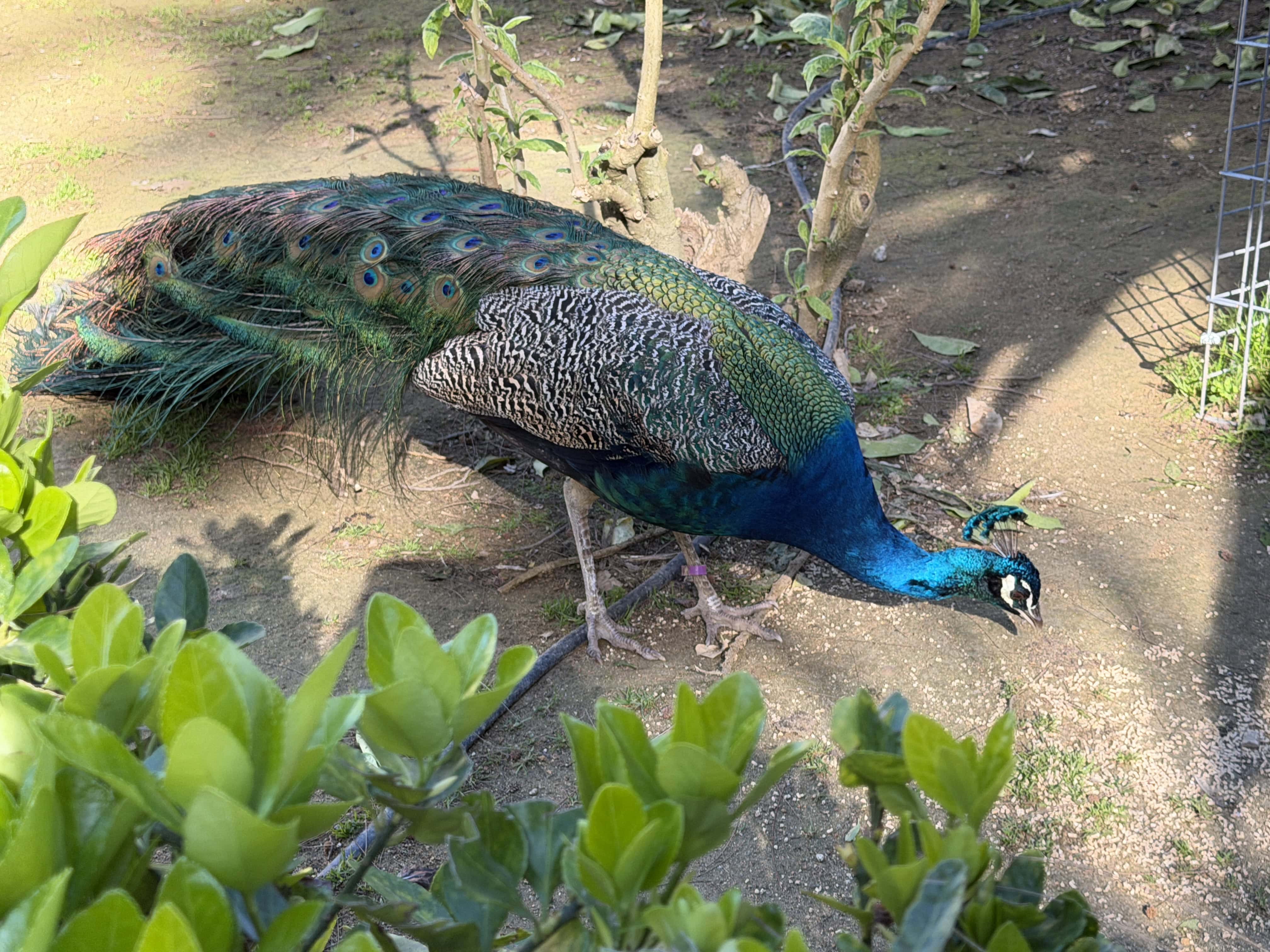 Peacock