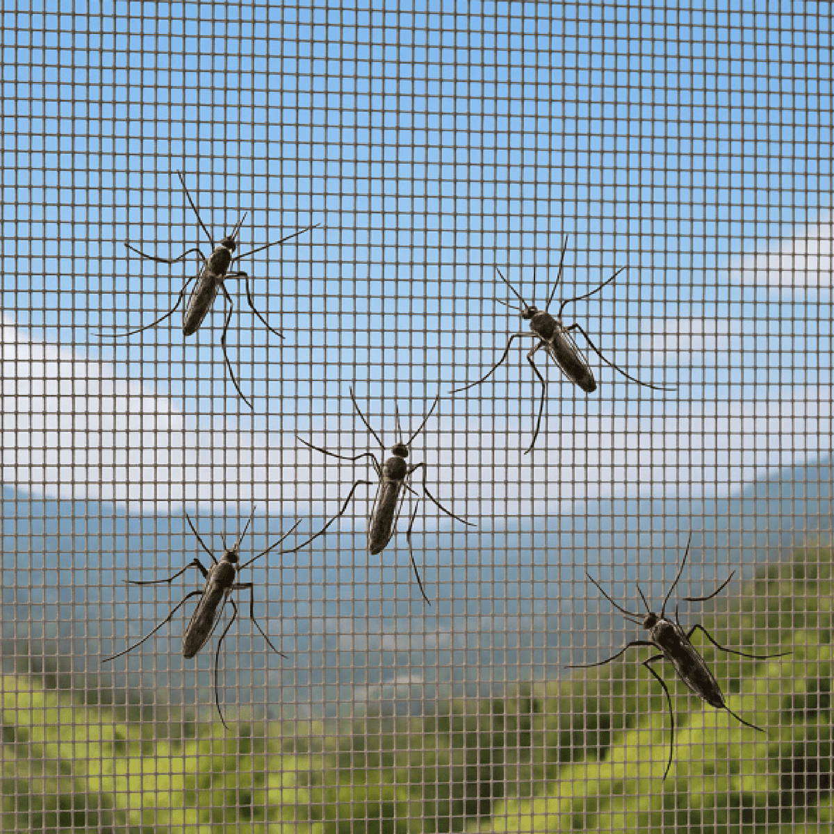 Vento Ventana Sencilla Con Mosquitero S80 1.00mt X 1.00mt X 80mm ( Vu-00010 )