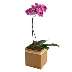 Orquidea Mimo da Mamae