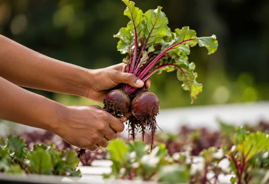Person harvesting fresh organic beetroot from a farm.