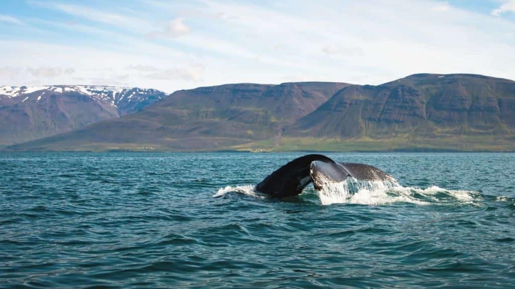 whale watching in iceland