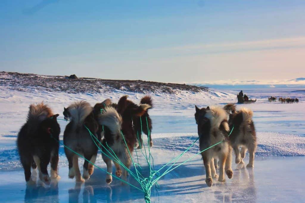 dog sled tours