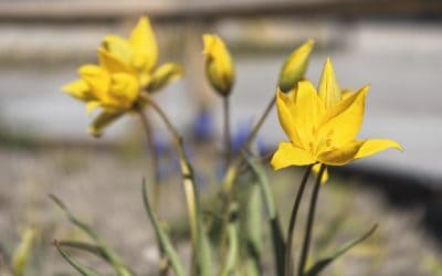I år gör vi en Miljöundersökning – tack för att du svarar