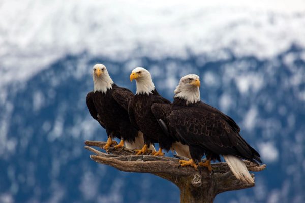 Bald Eagles