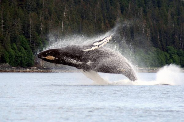 Humback Whale-Breaching3