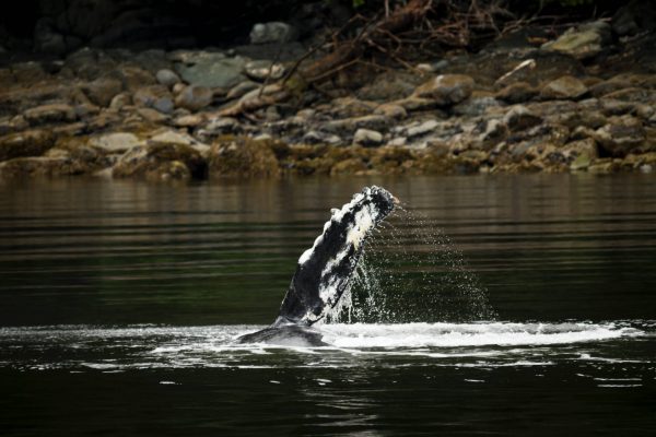 humpback whale
