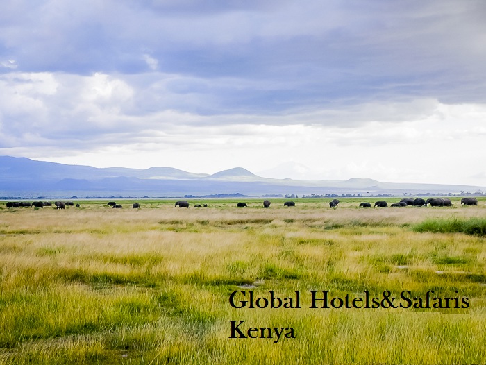 Amboseli Elephant Safari