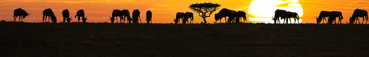 Wildebeest Migration