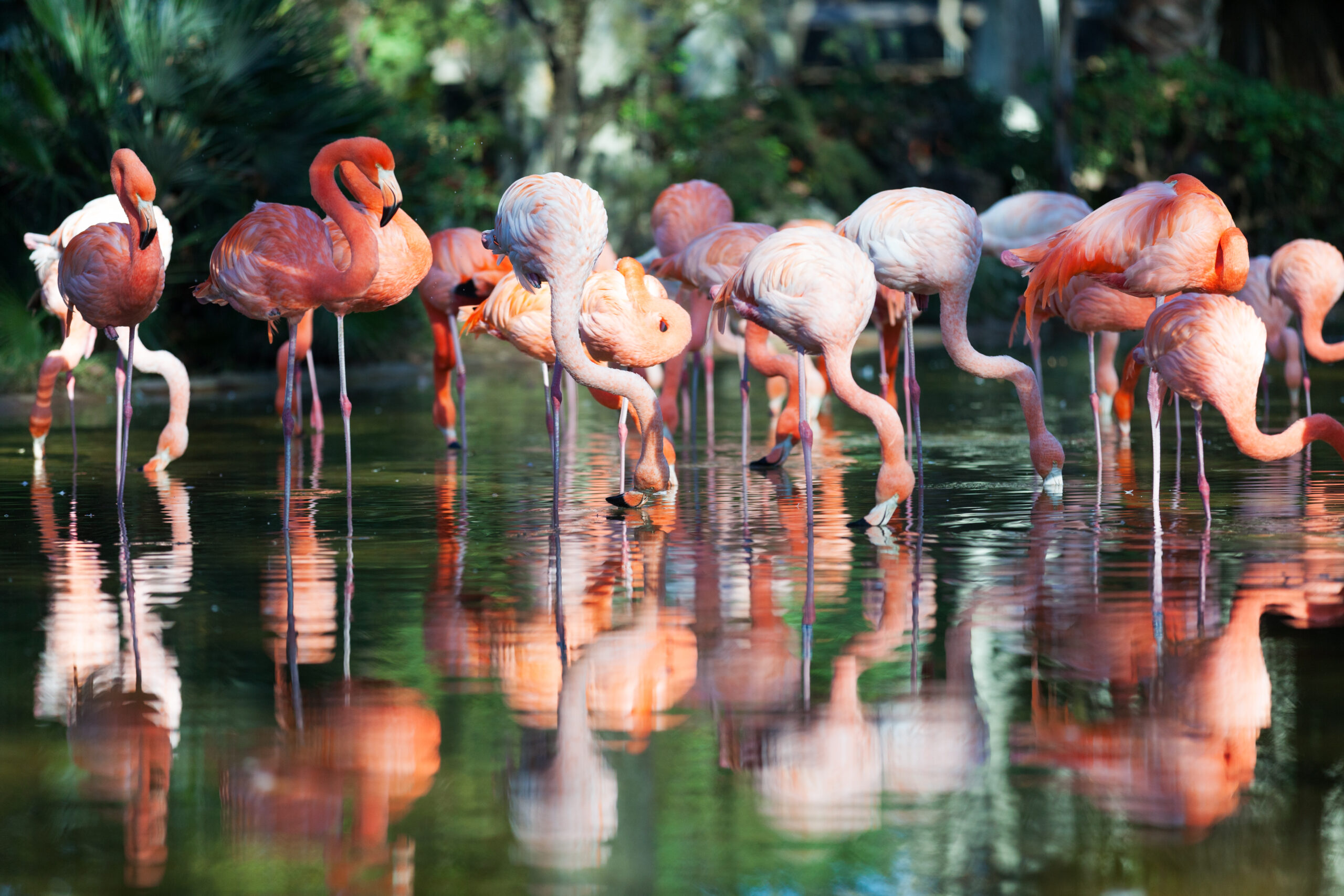 Flamingos at Lake Nakuru Safari