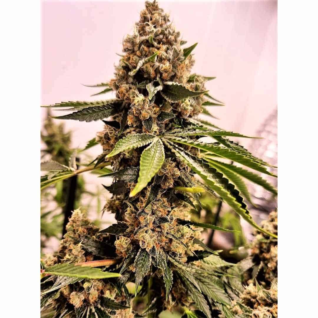Lucky Dog Seed Co : Double Krush