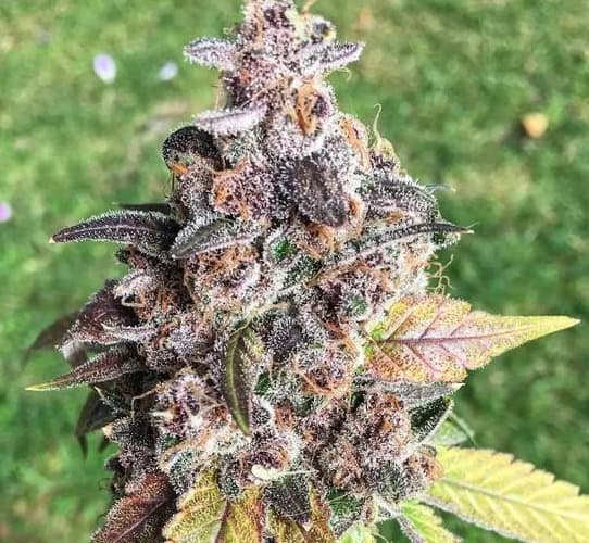 High-quality Golden Goose cannabis flower with dense buds and vibrant purple hues.