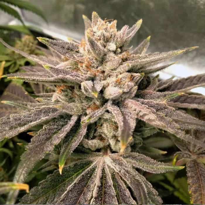 Close-up of a mature Golden Goose cannabis plant with frosty buds and vibrant purple leaves.