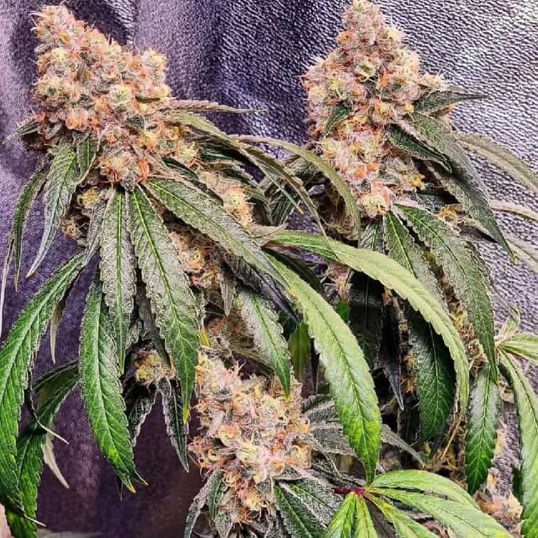 High-Quality Cannabis Plant for Sale.