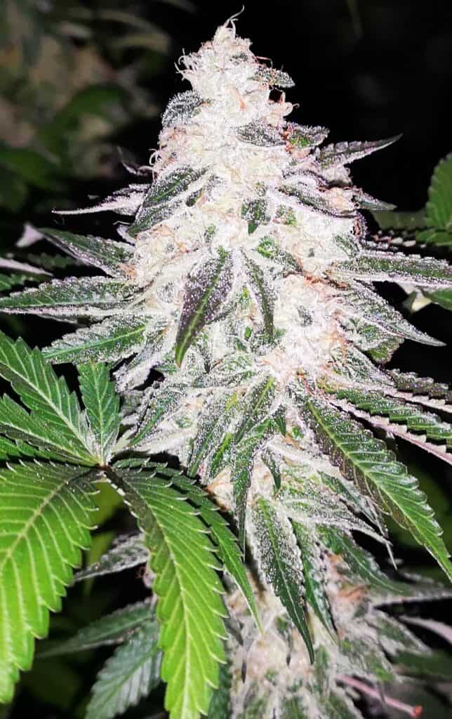 Close-up of a flowering cannabis plant with frosty trichomes and vibrant green leaves.