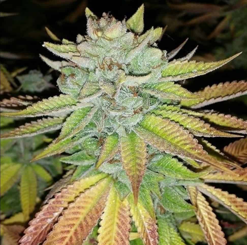 Close-up of a mature Golden Goose cannabis plant with colorful leaves and flowering buds.