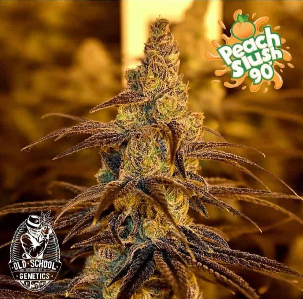 High-quality cannabis flower for medicinal and recreational use.