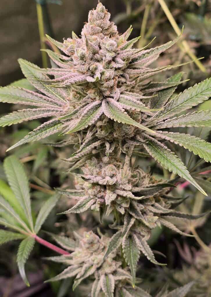 Close-up of a mature cannabis plant with dense buds and vibrant green leaves.