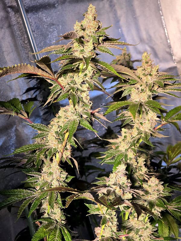 Healthy cannabis plant with dense buds and vibrant green leaves.