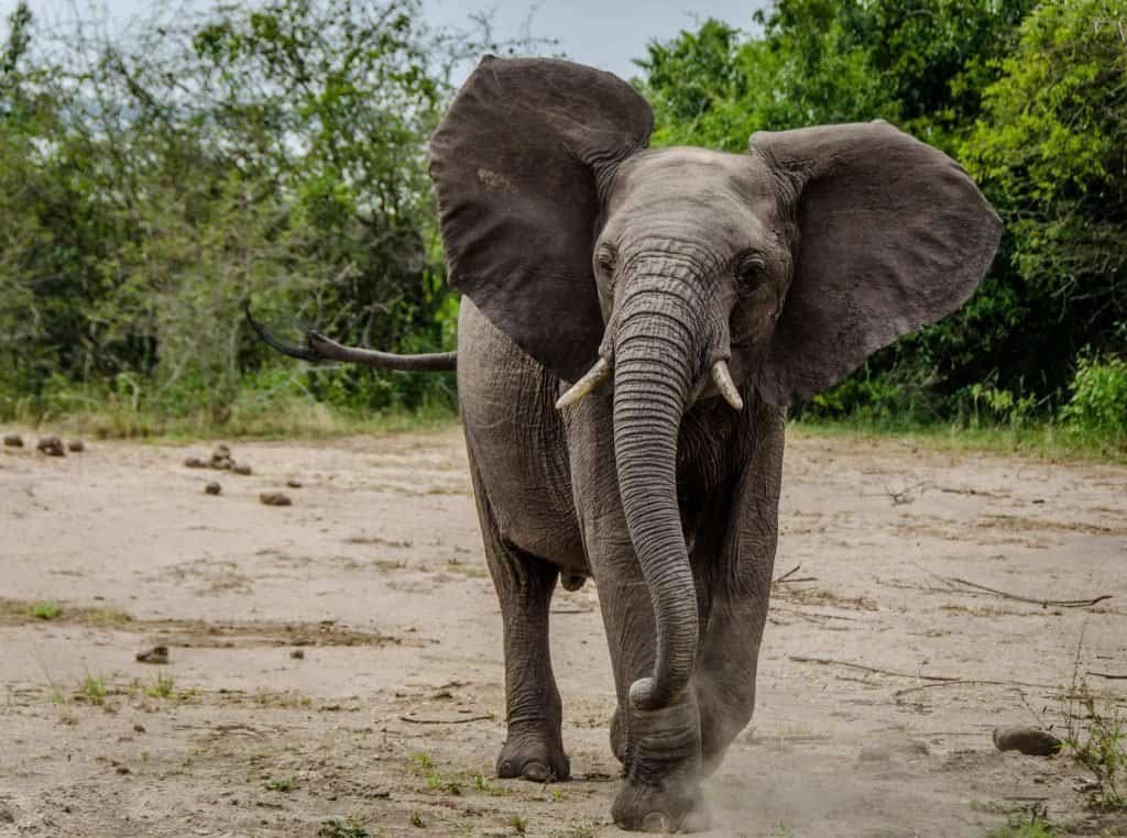 unforgettable wildlife experiences - elephant