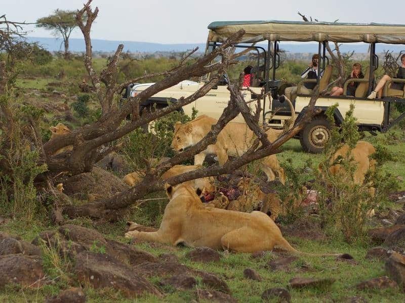 safari etiquette