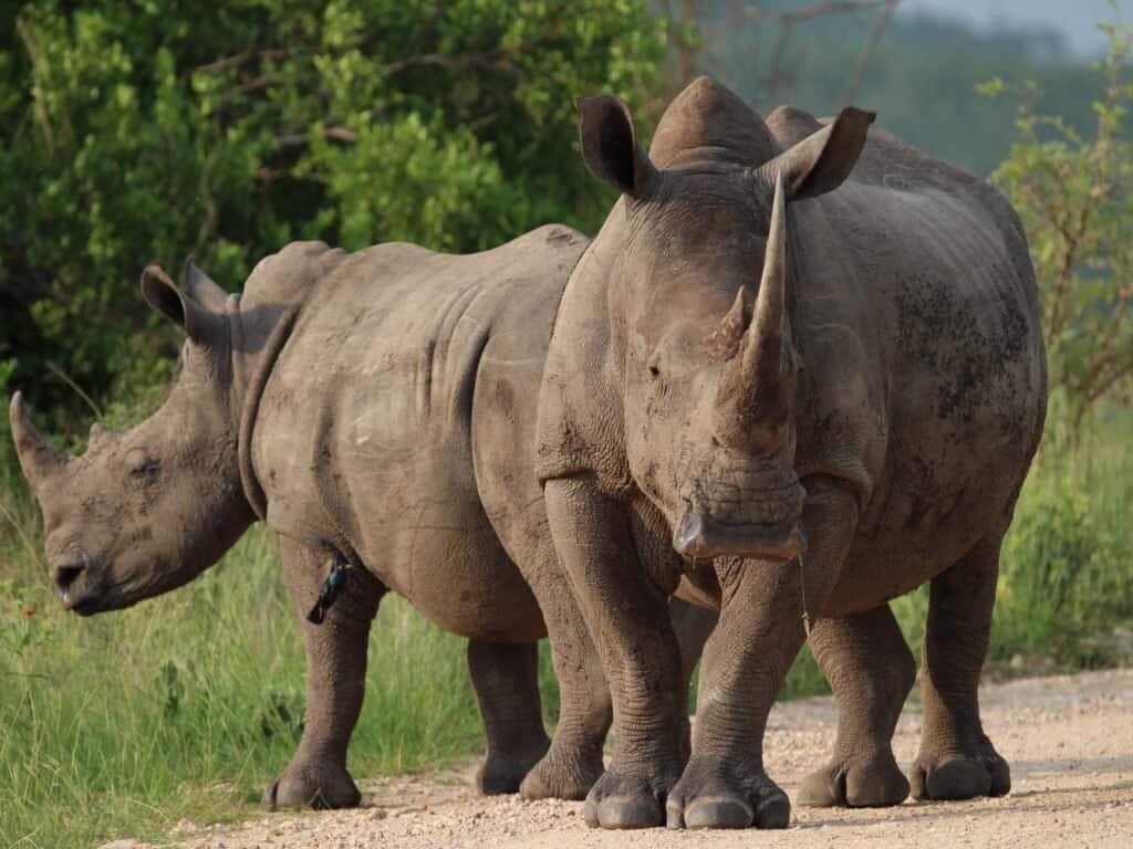 Grassland Safari Lodge Kalahari bostwana rhino